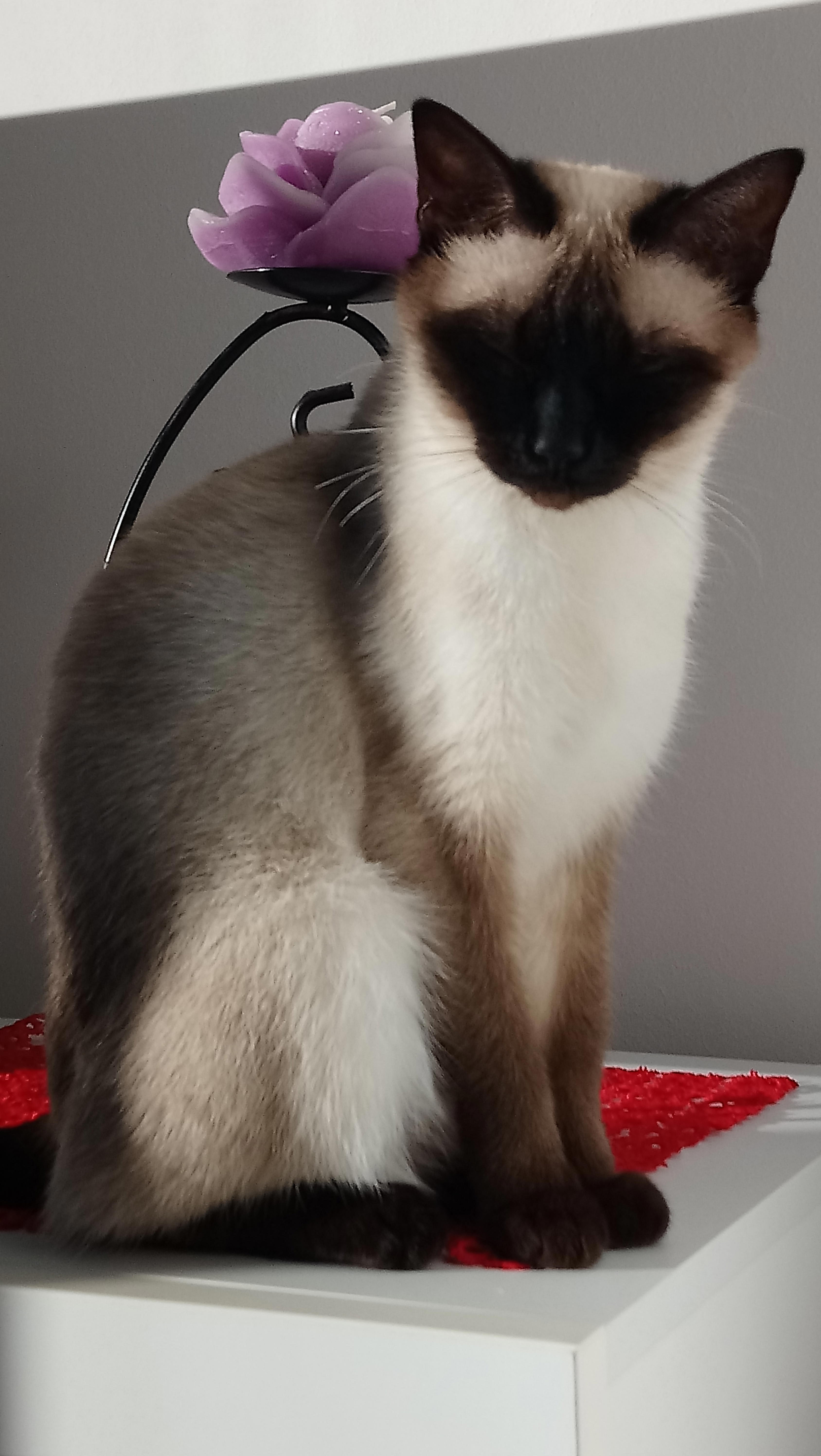 Yoga Course by Expert Hari